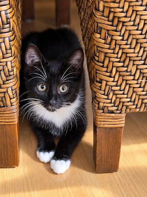 Süßes Katzenbaby sucht ein liebevolles Zuhause