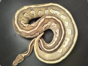 1,0 Mojave Fire het Ultramel 50% het Pied NZ24