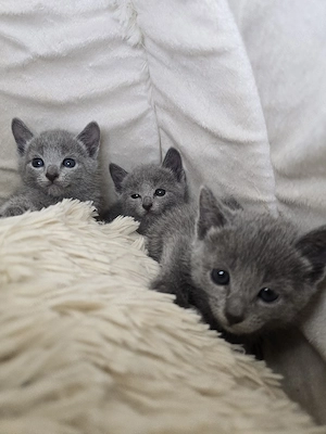 Russisch Blau mit Stammbaum Kitten W M Elteren 8 Tests