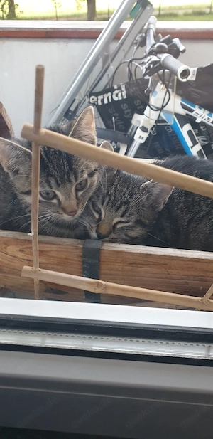 Katzen Babys 