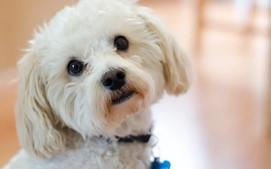 Maltipoo Welpe weiblich