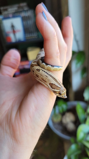 1,0 Conda het Lavender 50% Albino