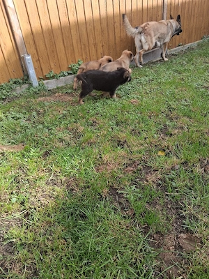 Drei kleine Schäferhund  Prinzessinnen suchen ihr liebevolles Zuhause 