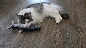 Deckkater gesucht 