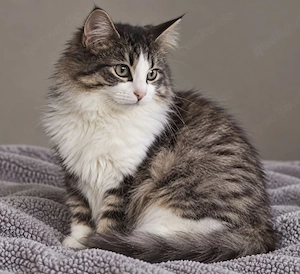 Reinrassige XL Maine coon Katze 6Monate
