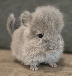 Aus unserer Hobbyzucht suchen Dusty & Stitch noch ein schönes, neues Zuhause ab Ende November 2026