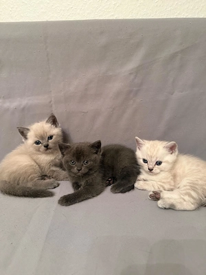 Wundervolle Britisch-Kurzhaar-Kitten ABGABE 01.11.2026