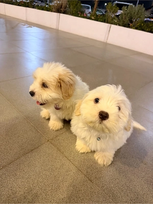 Hundewelpen suchen ein neues Zuhause