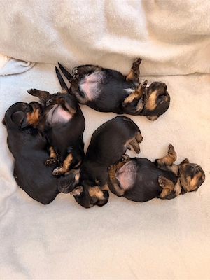    Süße Yorkshire-Terrier-Welpen suchen ein liebevolles Zuhause!   