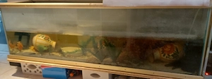 Großes Aquarium und 2 schwarze Axolotl abzugeben 