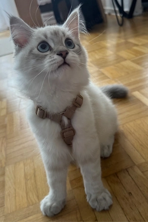 Wir suchen einen Best Buddy für unseren kleinen Kater!   