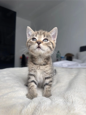 Süße BKH Britisch Kurzhaar Kater kitten zu vergeben (British shorthair)