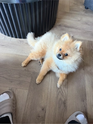 Süsser Pomeranian-Rüde