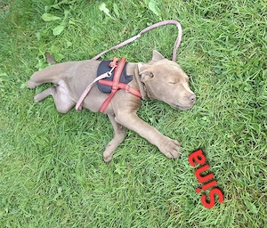Bullador (Labrador Retriever u. Old english Bulldog)