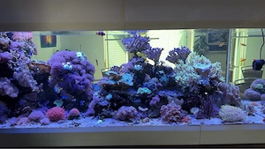 XXL Meerwasser Aquarium Raumteiler