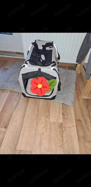 katzen babys mit Zubehör 
