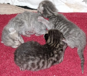 3 Kitten suchen ab Februar ein neues Zuhause 