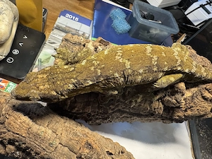 1.0 Rhacodactylus Leachianus Nuu Ana FF