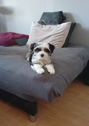 Shih Tzu  Chihuahua Mix Hündin