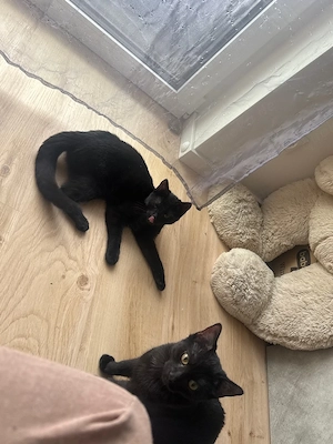 Nala und Coco suchen ein Liebevolles Zuhause