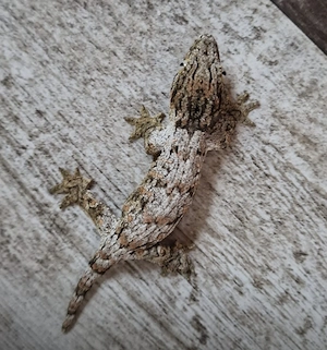 Rhacodactylus leachianus NZ 2026 Brosse und Mt. Doro ( momentan keiner da) auch Tausch möglich