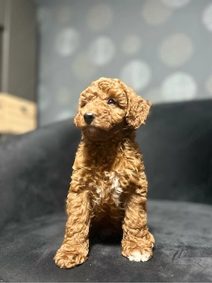 Maltipoo Welpen