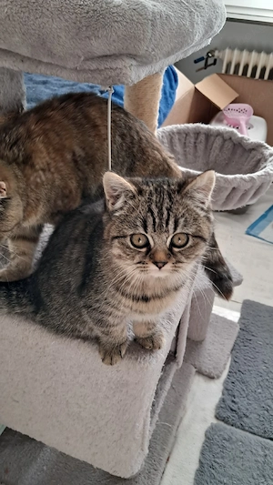 Wunderschöne BKH Kitten 