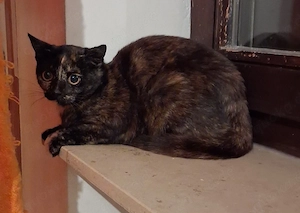 katzen suchen neues Zuhause auf bauernhof