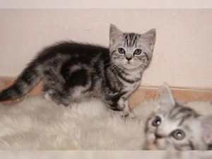 Typvolle BKH Kitten in black-silver-classic-tabby