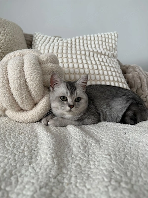 Bkh Kitten Junge und Mädchen 
