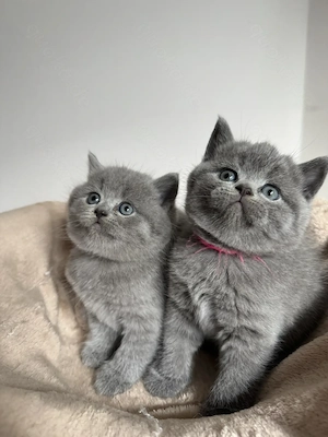 Bkh Kitten   Kätzchen
