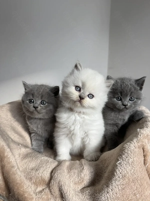 Bkh Kitten   Kätzchen