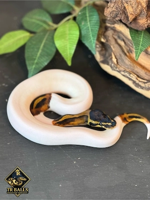 1.0 Königspython Piebald het Albino #1 ENZ
