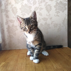  Liebevolles Zuhause für ein süßes Katzenmädchen gesucht