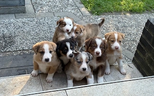 Border Collie - Australian Shepherd Welpen