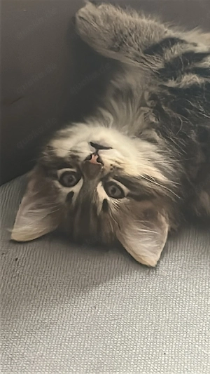 Norwegische Waldkatzen kitten 