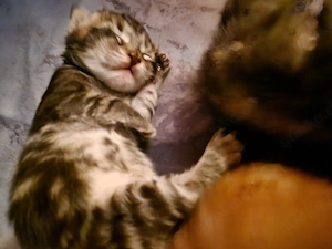 Norwegische Waldkatzen kitten 