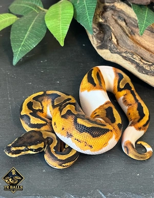 0.1 Königspython Piebald het Albino #2 ENZ