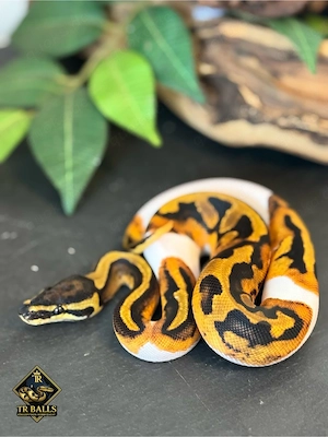 0.1 Königspython Piebald het Albino #4 ENZ