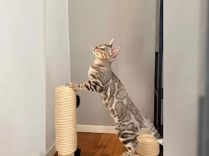 Top Bengal Kitten aus Qualitätszucht, mit Stammbaum