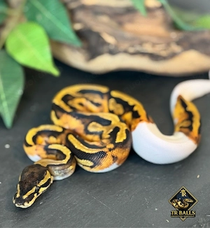 0.1 Königspython Piebald het Albino #5 ENZ