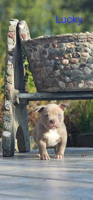 American Pocket Bully Welpen  (Transport möglich)