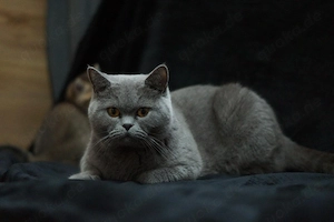 Drei süße, reinrassige BKH-Kitten suchen ein liebevolles Zuhause! 
