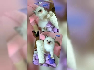 Reinrassige Ragdoll Kitten