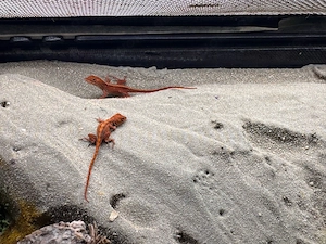 Anolis Sagrei orange (Bahama-anolis)