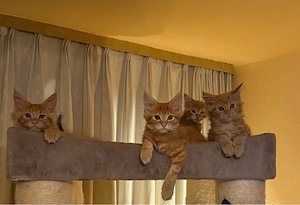 Maine Coon Kitten   