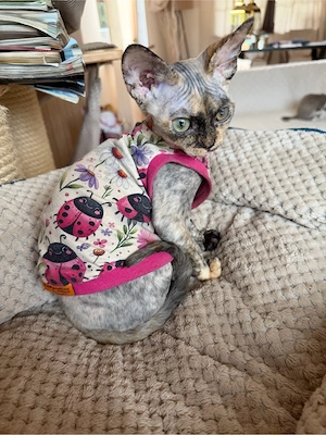 devon rex tortie Mädchen ,FIFE Stammbaum 