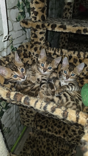 Bengal kitten Bengalkitten 