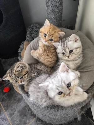 4 wunderschönen Katzenbabies suchen neues Zuhause