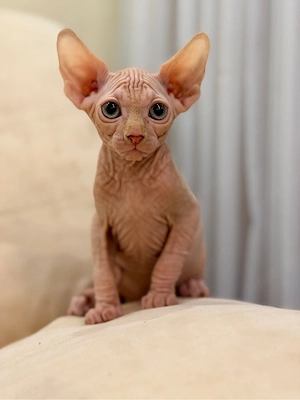 Canadian Sphynx Junge sucht Familie